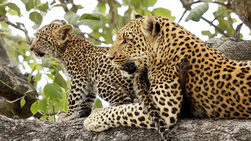 3 Days Budget Safari Start Arusha