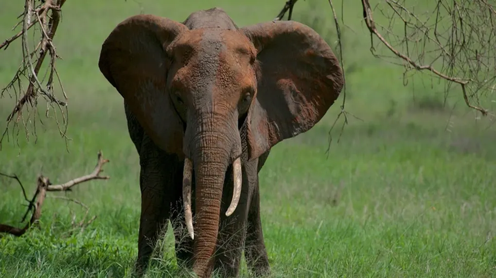 3 days Tanzania safari package