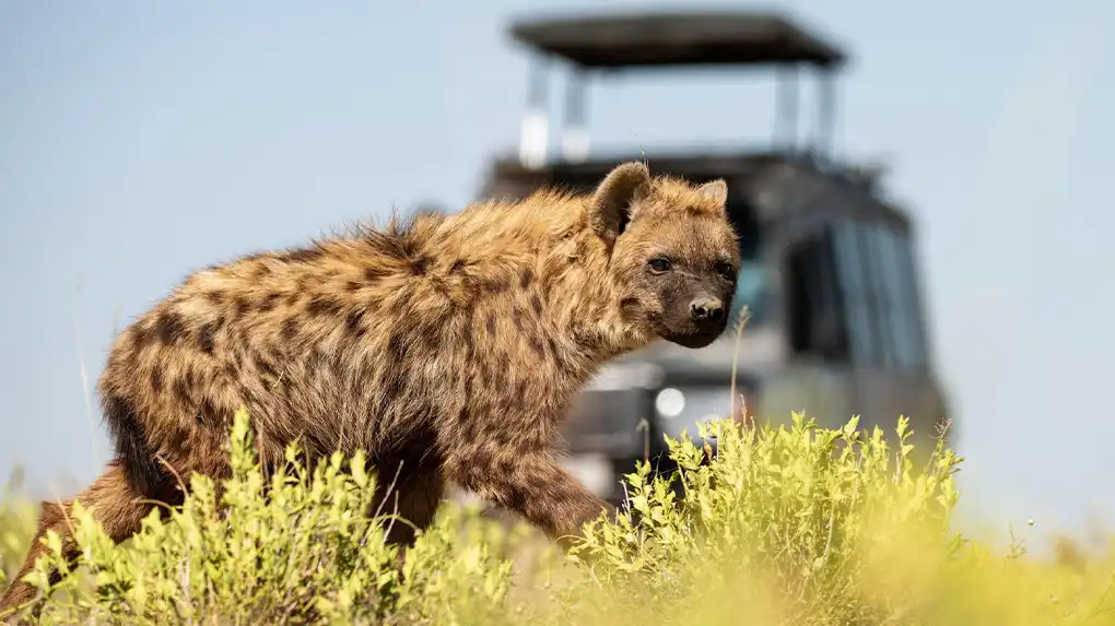 4 days affordable and budget private safari tanzania 2026 - 2027