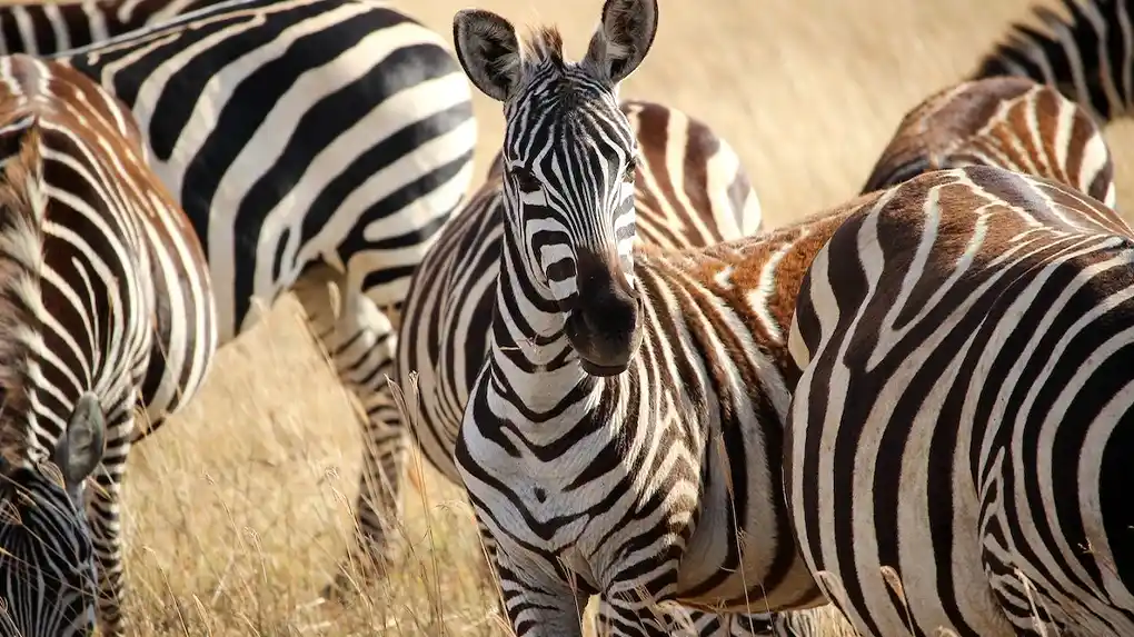 4 Days Affordable Safari Tanzania