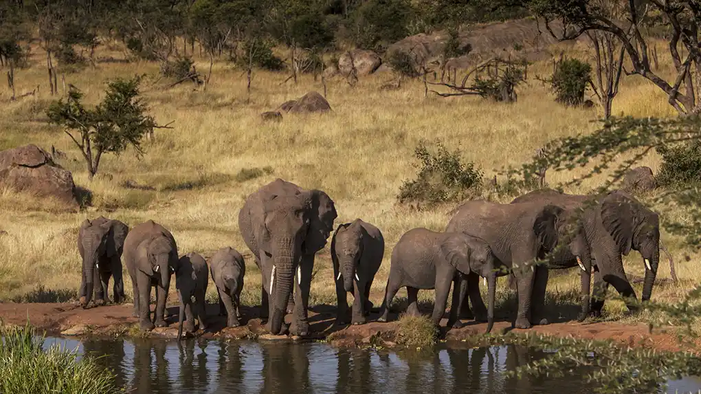 4 Days Budget Safari From Arusha