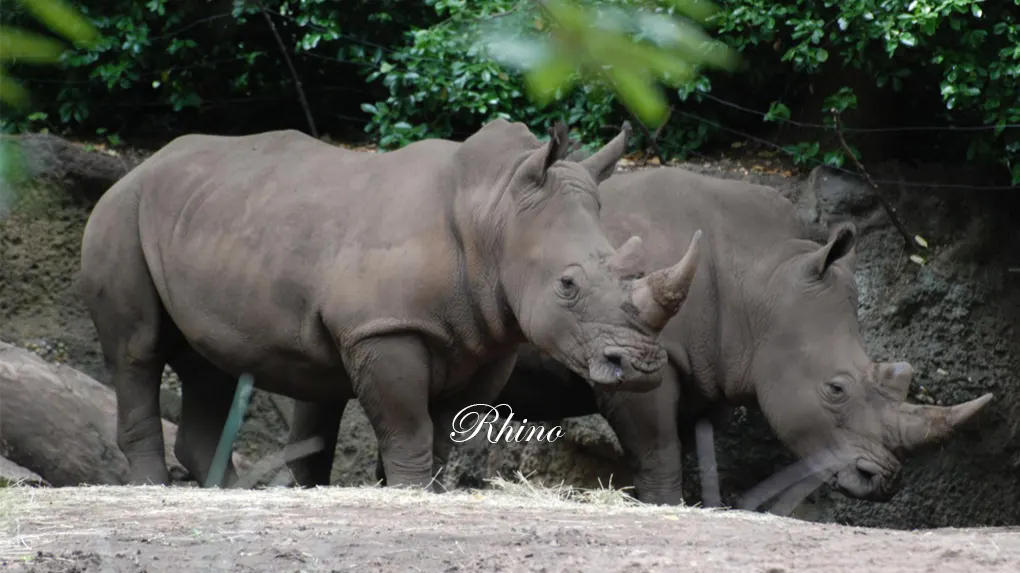 4 days family friendly safari tanzania 2026 - 2027