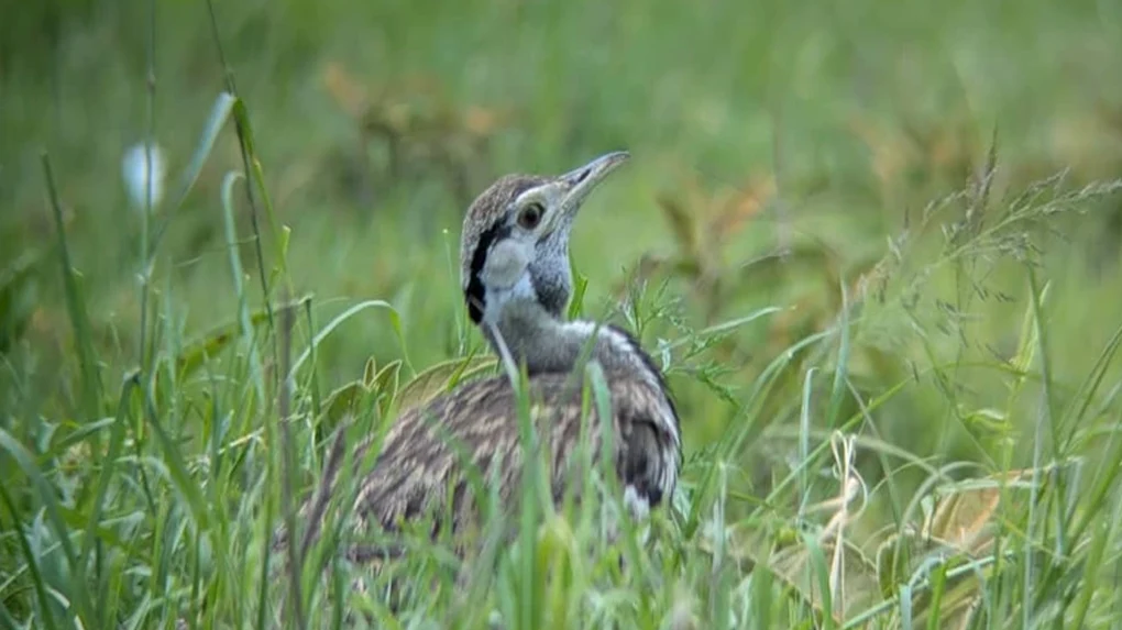4 days wildebeest calving season safari Tanzania