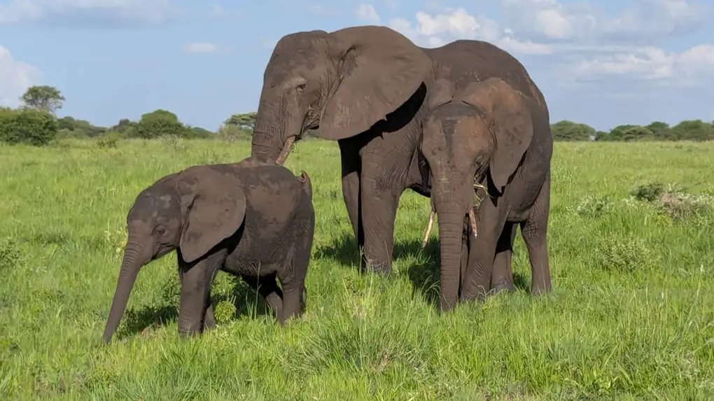 Affordable Safari Tanzania for 5 Days