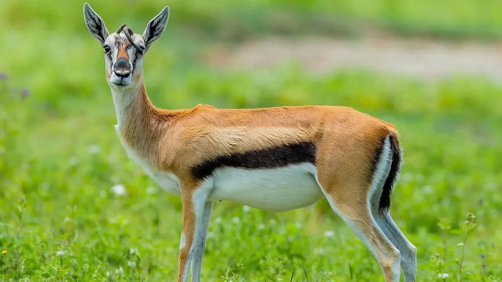 5 days calving season Tanzania safari Tarangire Ndutu Ngorongoro