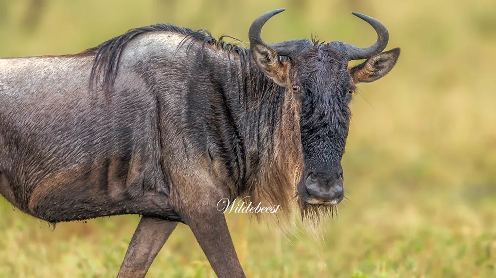 5 days luxury family safari tanzania 2026 - 2027