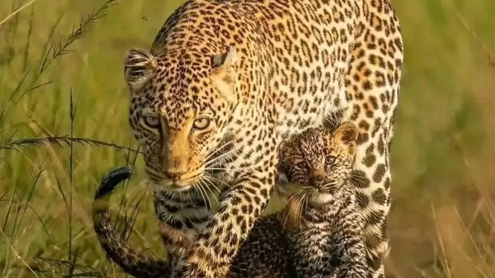 5 days Tanzania safari package