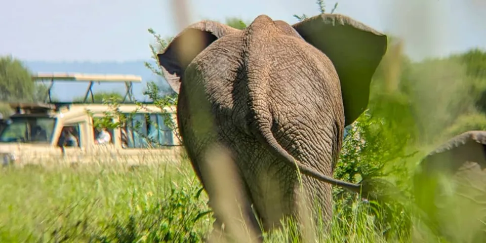 6 days affordable safari starting in arusha 2026 - 2027