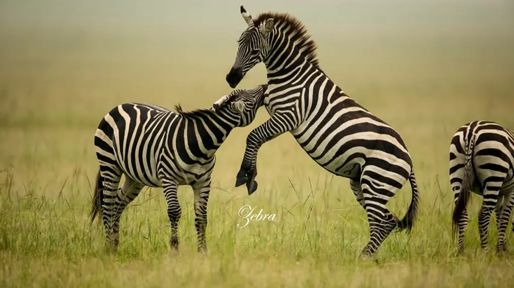 6 days family tour tanzania 2026 - 2027