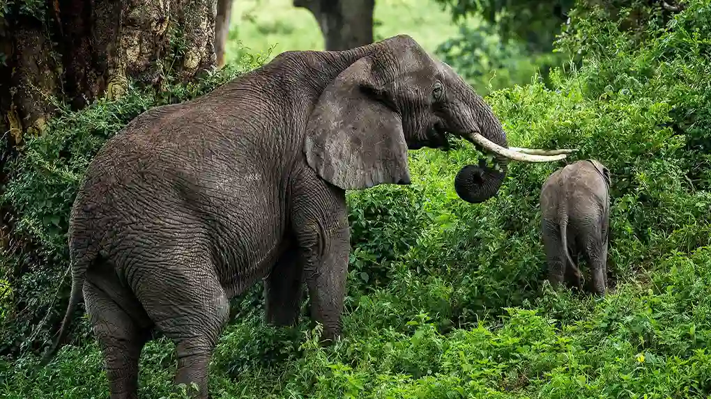 6 days ndutu region safari Tanzania arusha tarangire lake manyara ngorongoro