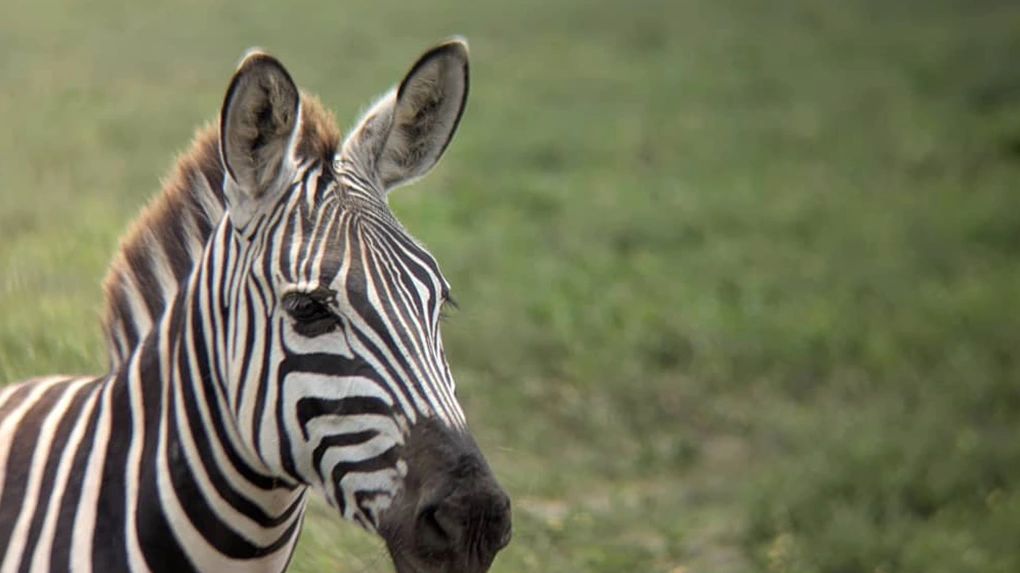 Tanzania Affordable Safari for 6 Days