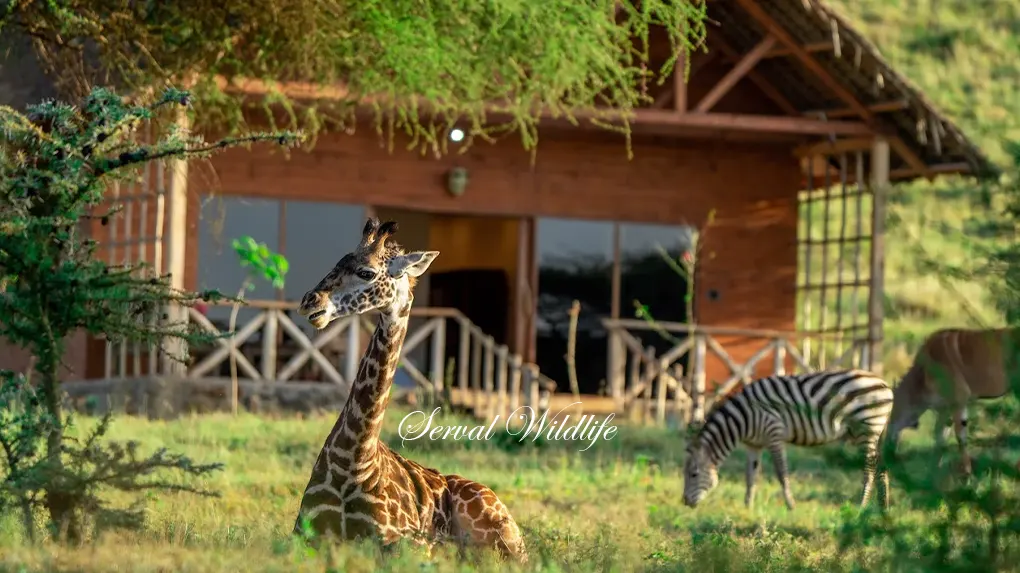 7 Days Family Safari Start Arusha or Moshi