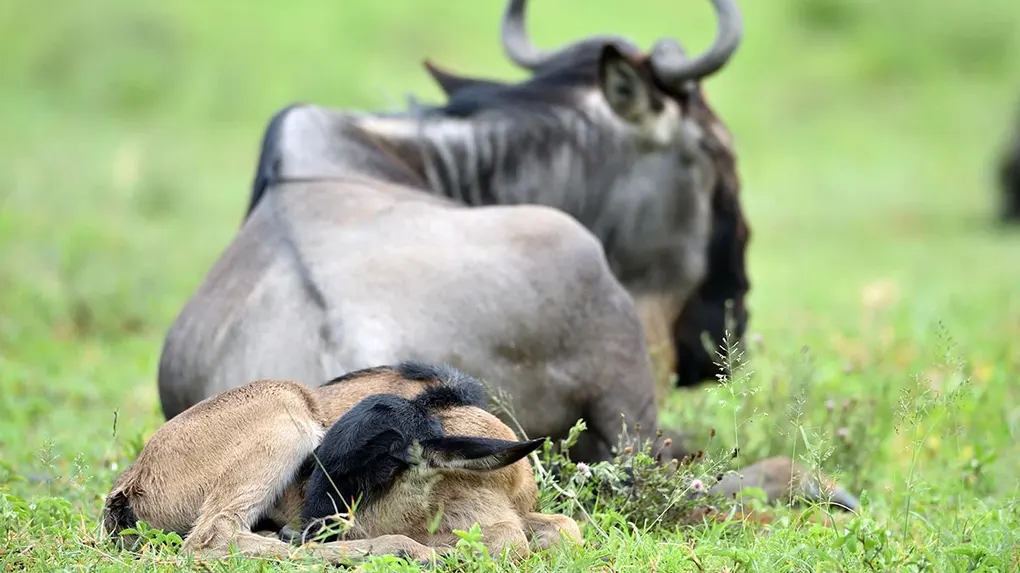 7 days wildebeest calving season serengeti safari Tarangire Ndutu Ngorongoro Zanzibar