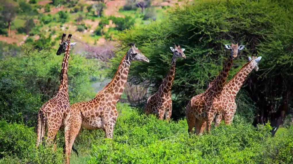Budget & affordable private safari packages from $1399 by Tanzania Safari Source Tours - Best value safari company