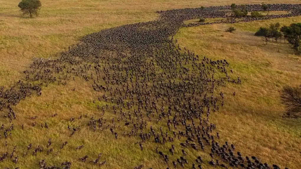Great Migration safaris Tanzania wildebeest river crossing Serengeti