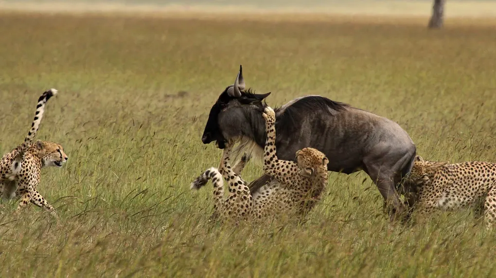 Ndutu region safari calving season 2026 - 2027 wildebeest migration