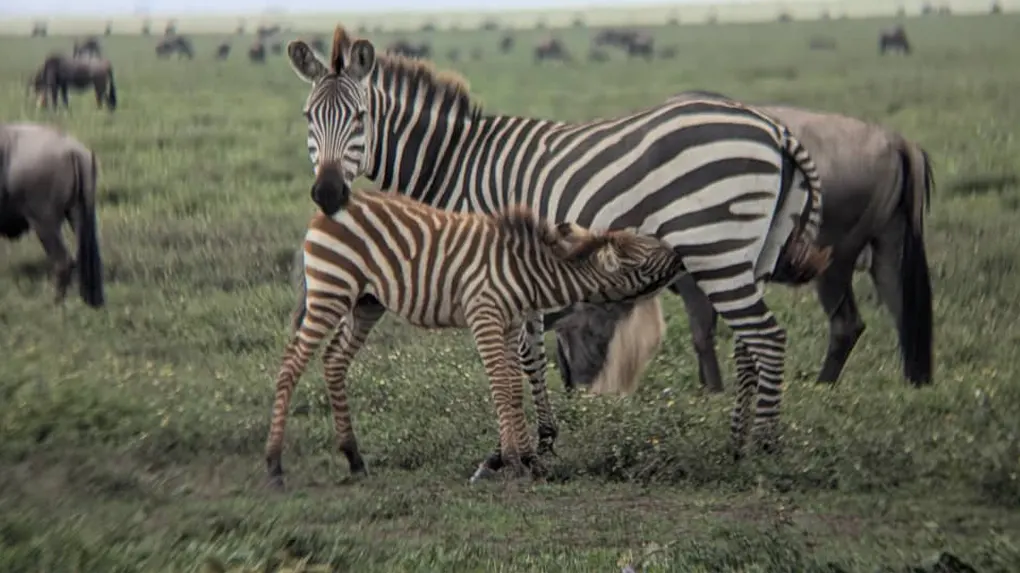 Serengeti calving season safari Tanzania