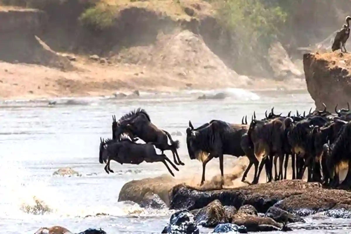 2026-2027 Great Wildebeest Migration | Tanzania Safari