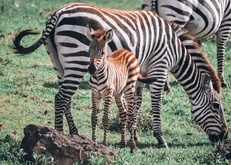 3 Days Serengeti Calving Season Safari