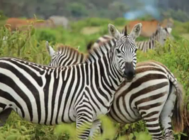 3 days joining safari Tanzania