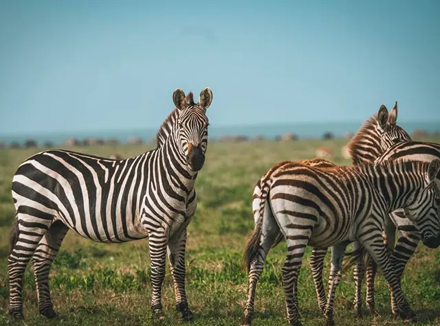 3 days Luxury safari Tanzania