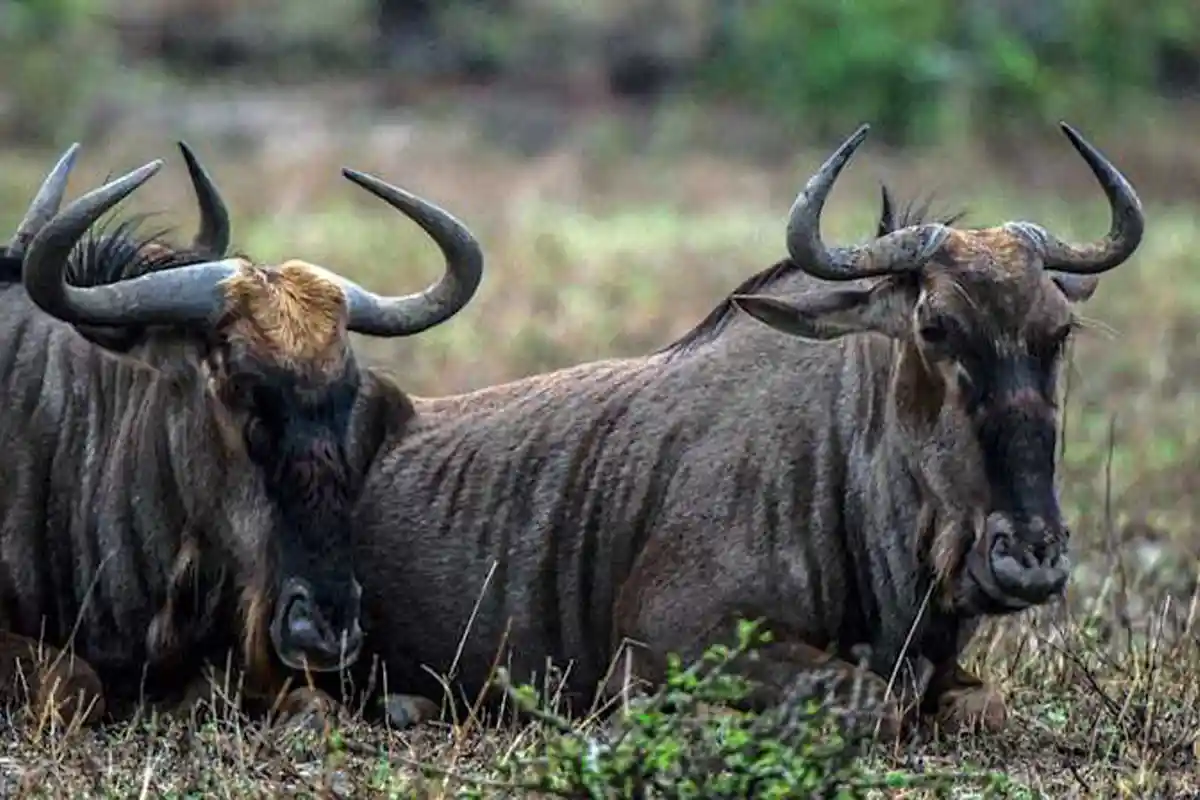4 Day 2026-2027 Serengeti Wildebeest Migration