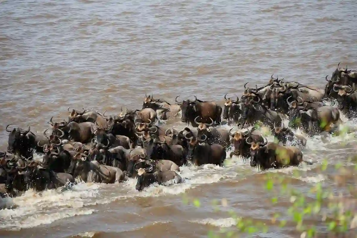 4 Day July To October Great Wildebeest Migration