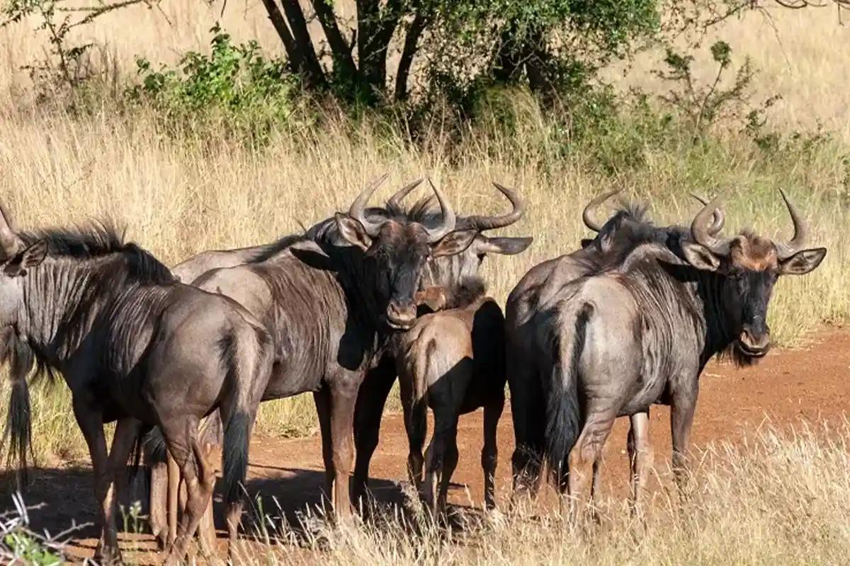 4 Days Affordable Budget Peak Season Serengeti Migration - Herds on the Plains