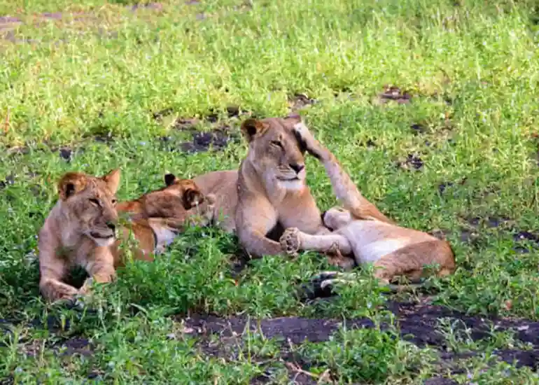 4 Days Wildebeest Calving Season Safari.