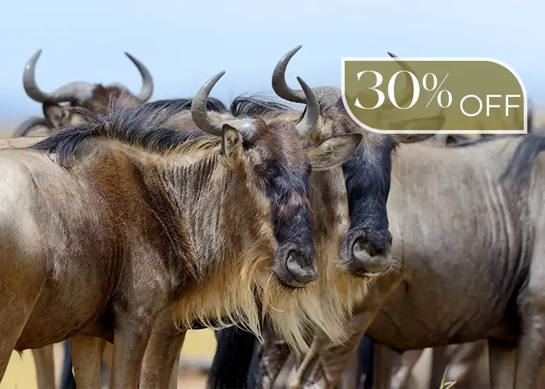 4 Days Great Migration Serengeti Safari - Wildebeest Tour 2026-2027