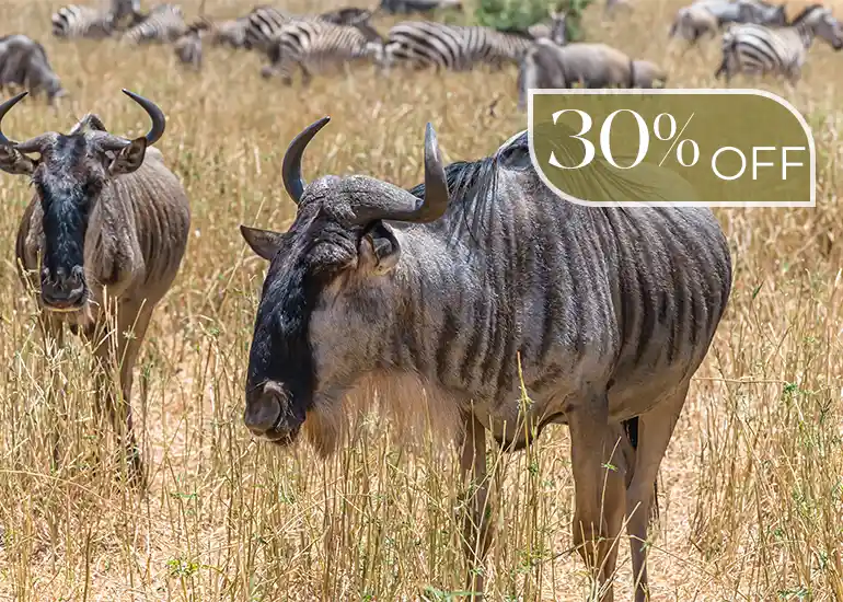 4 Days Great Migration Serengeti Safari - Wildebeest Tour 2026-2027