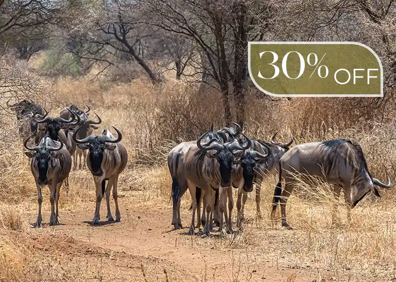 4 Days Great Migration Serengeti Safari - Wildebeest Tour 2026-2027