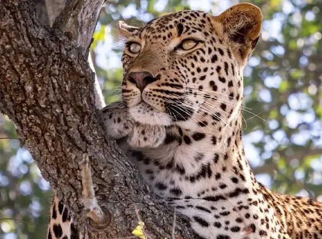 4 days Luxury safari Tanzania