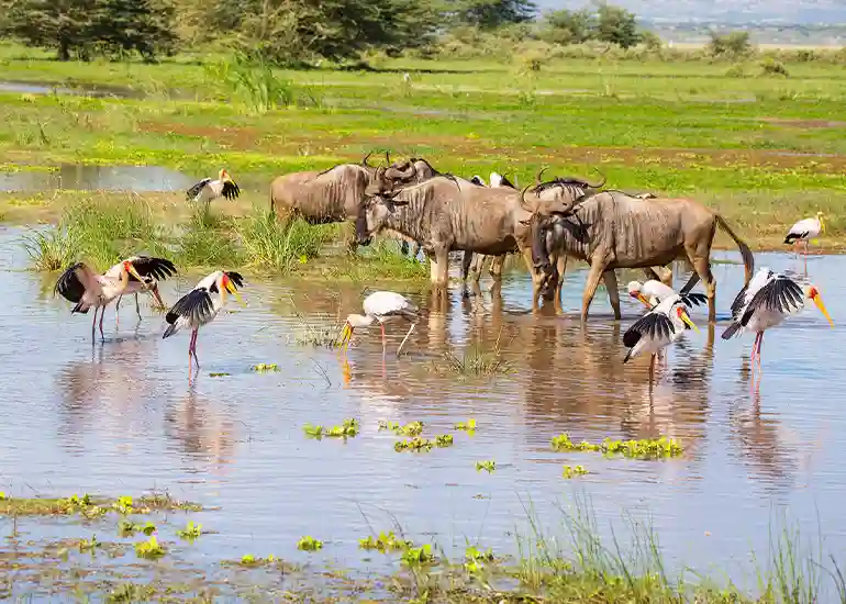5 Days Calving Season Tanzania Safari.