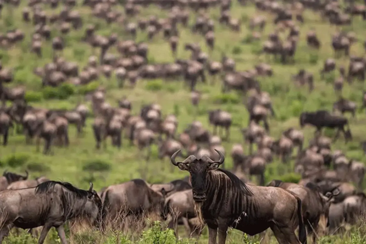 5 Days Family Great Migration Safari - Kid-Friendly Serengeti