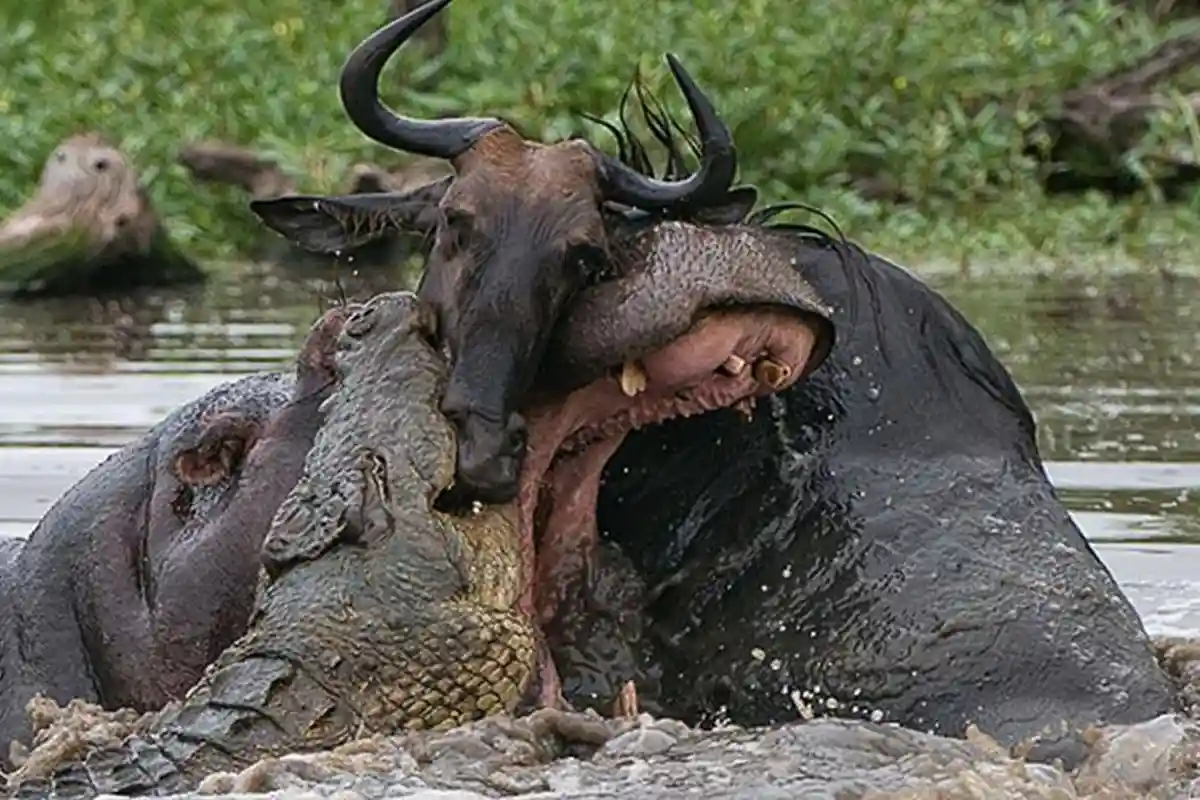 5 Days Mara River Crossing Safari - Wildebeest Migration 2026