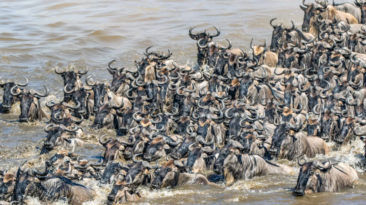 5 Days Photographer Migration Safari - Wildebeest Photography 2026-2027