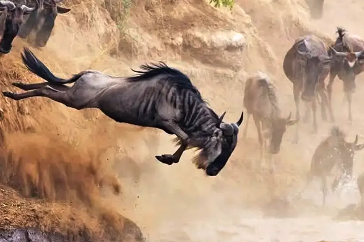 5 Days Ultimate Wildebeest Migration Safari - Complete Northern Circuit