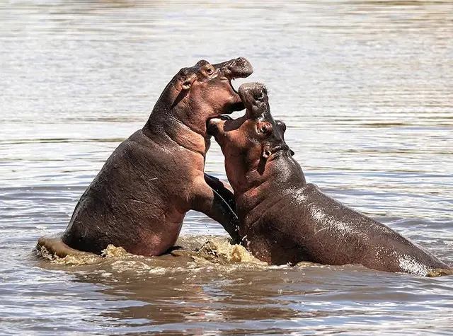 5 days Luxury safari Tanzania