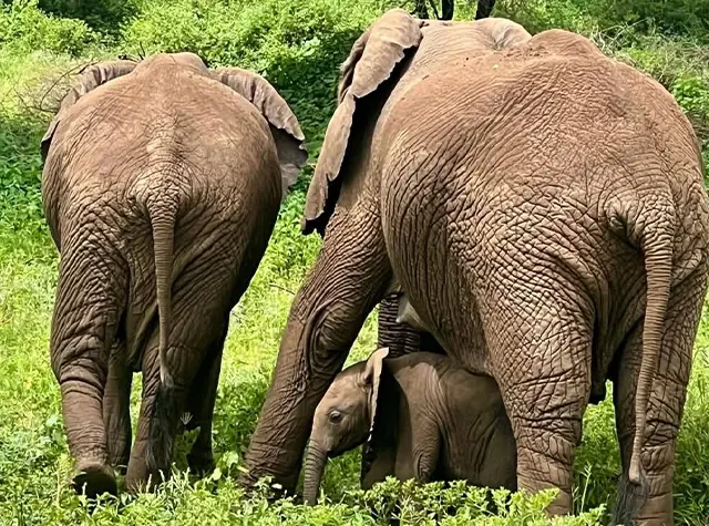 6 days Luxury safari Tanzania