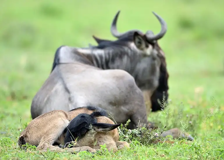 7 Days Wildebeest Calving Season Serengeti Safari