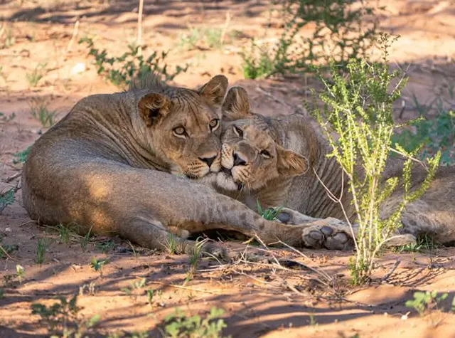 7 days Luxury safari Tanzania and zanzibar