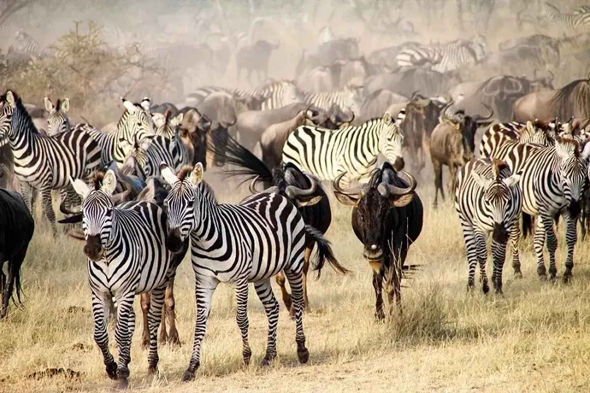 Affordable 5 Days Wildebeest Migration Safari 2026-2027 - Budget Lodge Tour