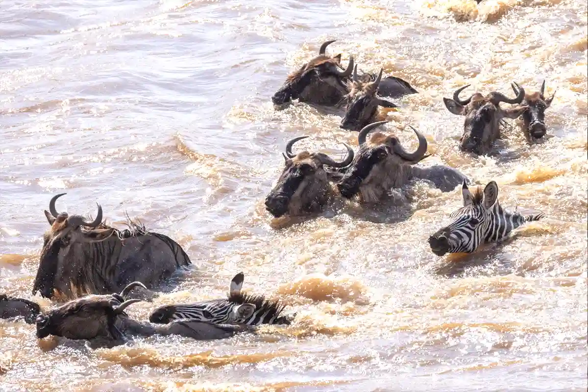 Cheap And Budget Great Migration 4 Days Safari