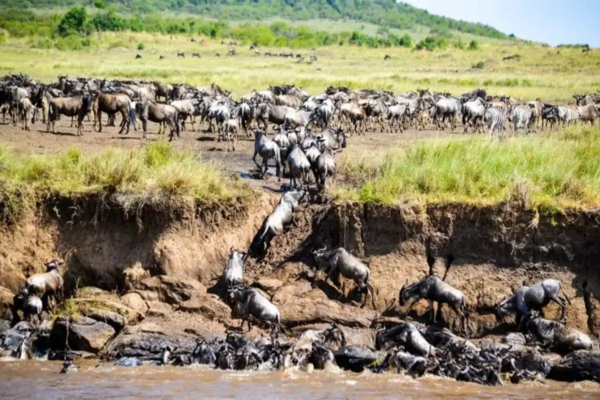 Safari Budget da Arusha
