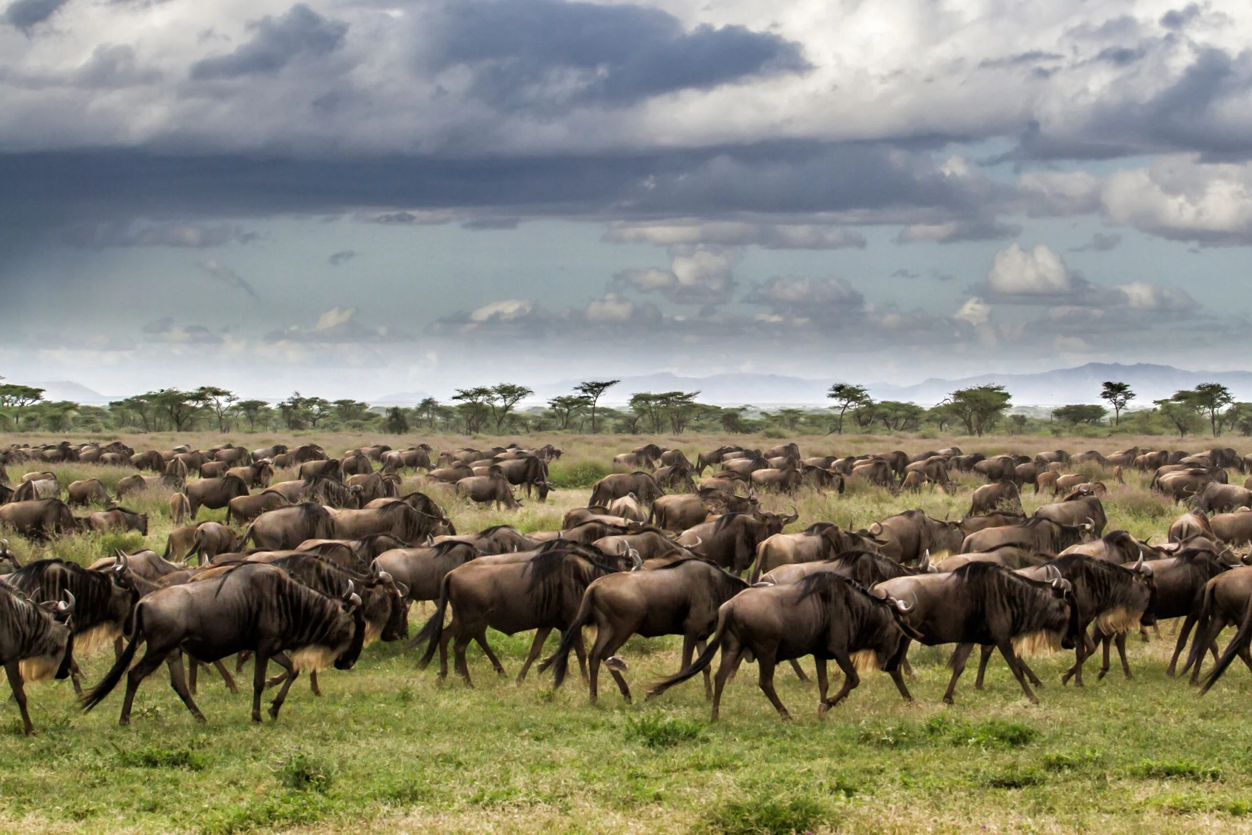 Safari Budget depuis Arusha