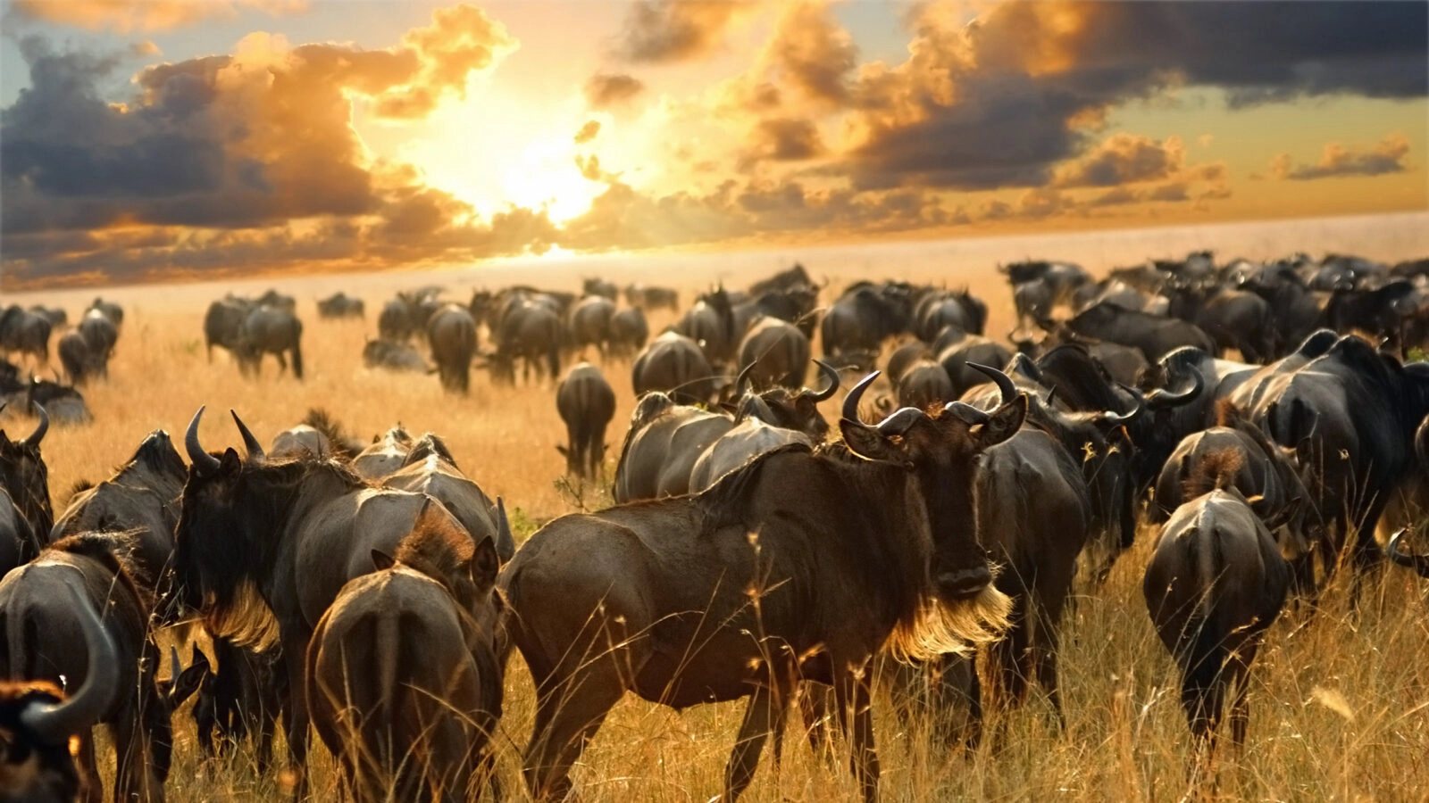 From Arusha 4 Days Affordable Budget Peak Season