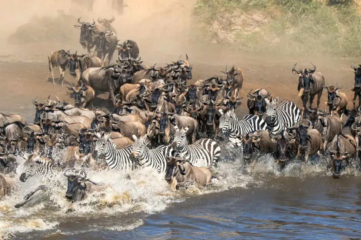 July to October Great Wildebeest Migration