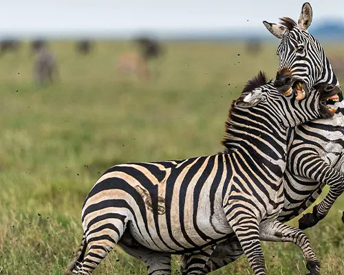Luxury Ngorongoro Crater Safari - Big Five Experience