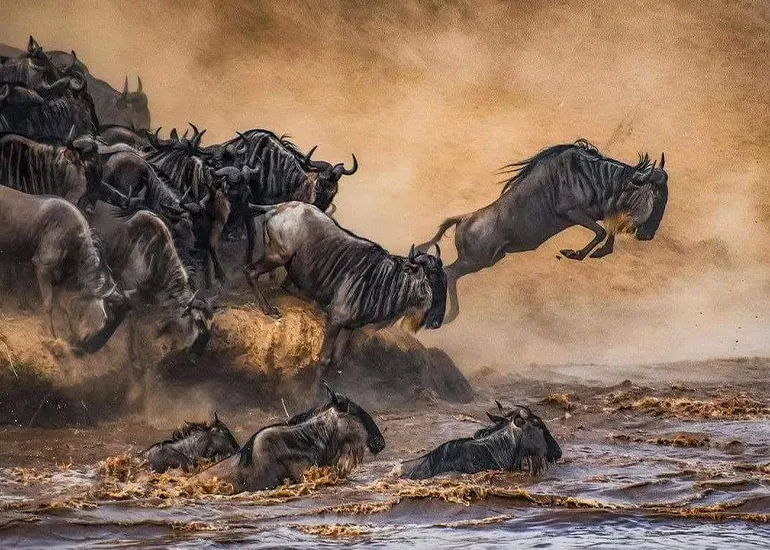 Luxury Serengeti Safari - Great Migration Experience
